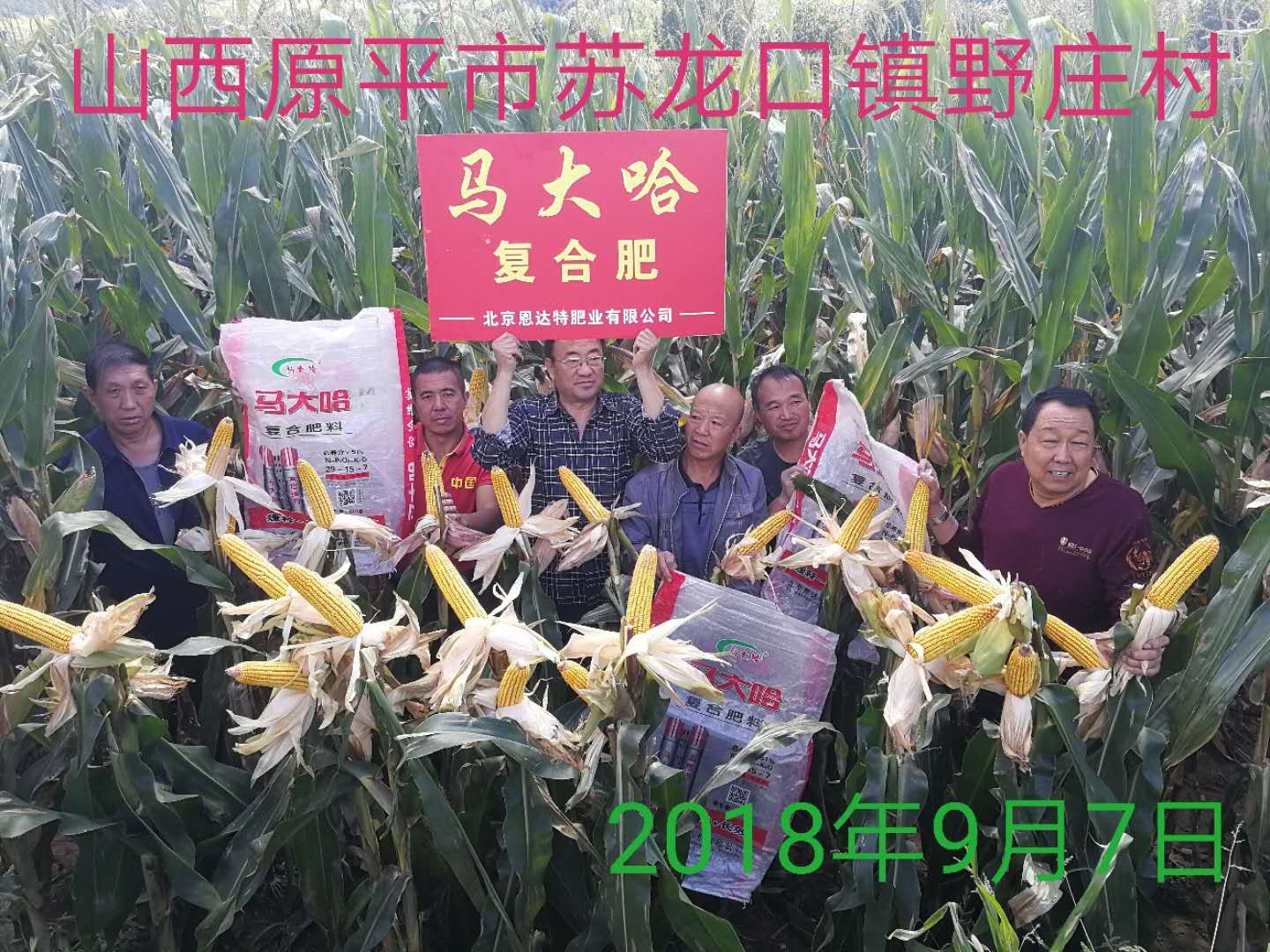 马大哈高塔复合肥玉米专用肥效果展示